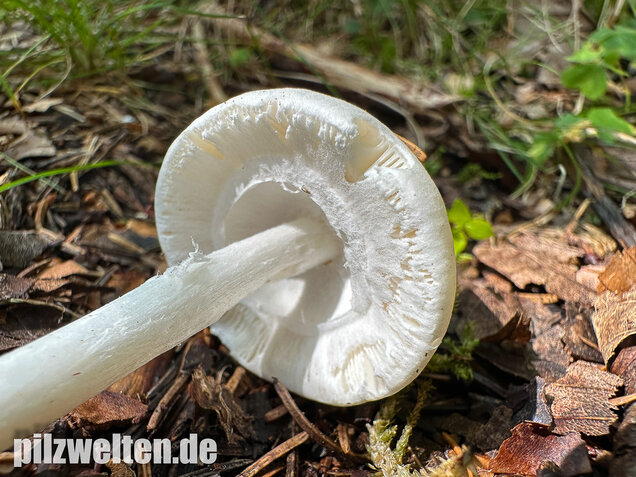 Kegelhütiger Knollenblätterpilz, Amanita virosa