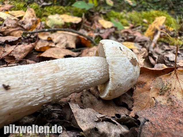 Wollstieliger Raufußröhrling (weiße Form), Leccinum cyaneobasileucum