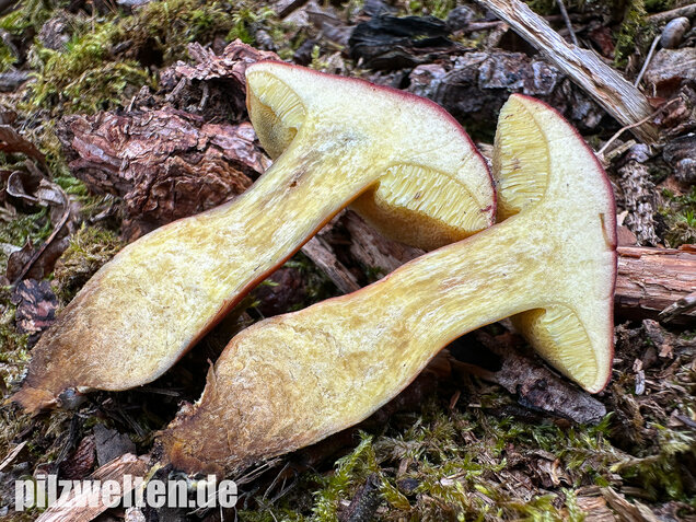 Blutroter Filzröhrling, Blutroter Gartenfilzröhrling, Hortiboletus rubellus