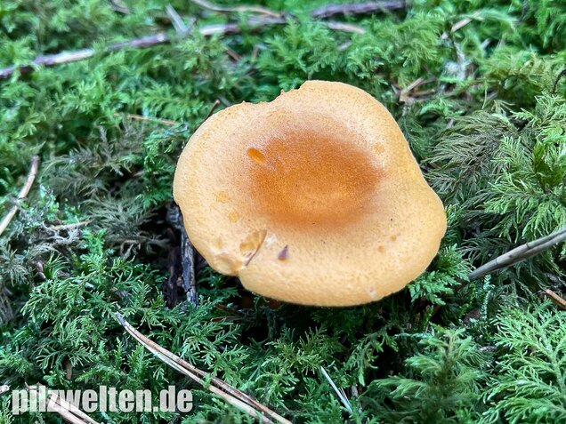 Falscher Pfifferling, Afterleistling, Hygrophoropsis aurantiaca
