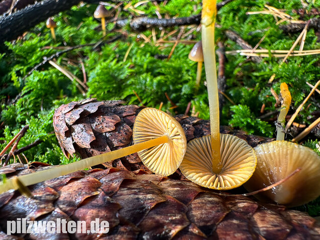 Orangeschneidiger Helmling, Feuriger Helmling, Mycena aurantiomarginata