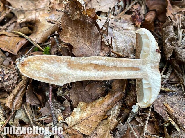 Fleischblasser Milchling, Lactarius pallidus