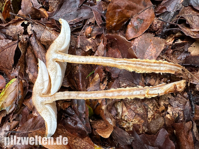 Gelbflockiger Wollstielschirmling, Lepiota magnispora