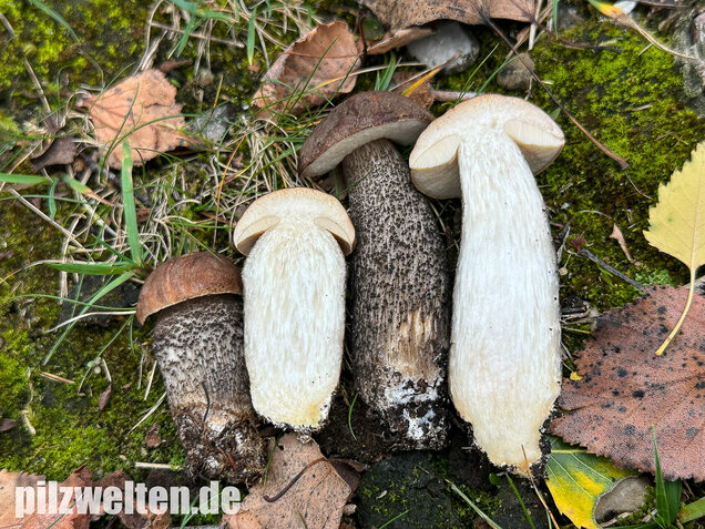 Gemeiner Birkenpilz, Langfuß, Birkenraufuß, Leccinum scabrum