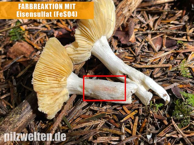 Geriefter Weichtäubling, Russula nauseosa