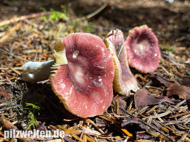 Geriefter Weichtäubling, Russula nauseosa
