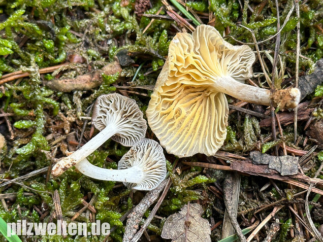 Gestreifter Nabeling, Gelbblättriger Nabeling, Gerronema strombodes