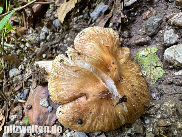 Graubeigeblättriger Risspilz, Sternsporiger Risspilz, Inocybe margaritispora