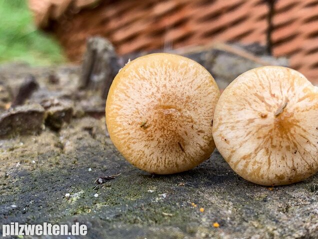Gummischüppling, Pholiota gummosa