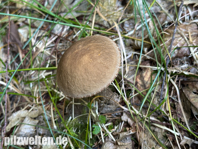 Hainbuchenraufuß, Leccinellum pseudoscabrum