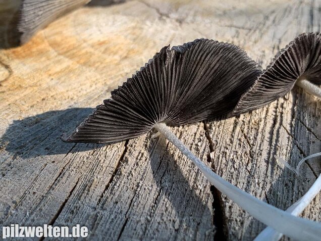 Hasenpfote, Coprinopsis lagopus