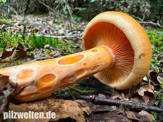 Lachsreizker, Lactarius salmonicolor