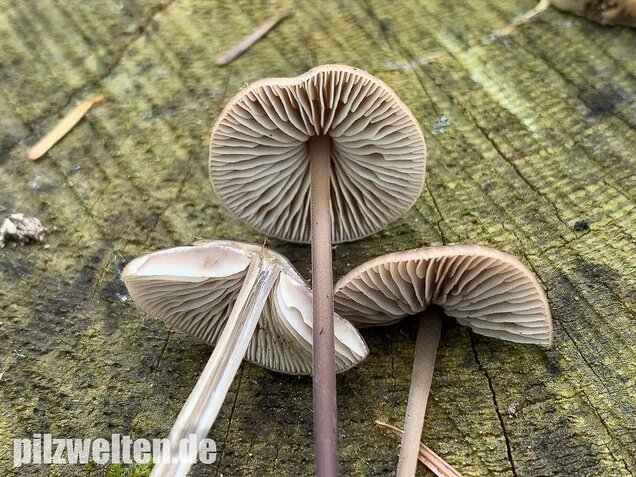 Langstieliger Knoblauchschwindling, Mycetinis alliaceus