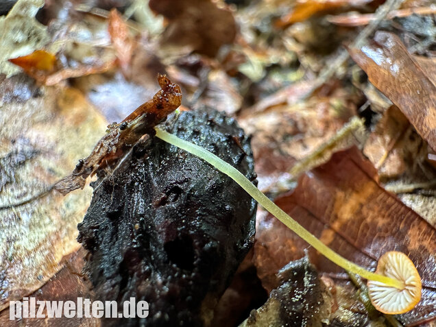 Orangeroter Helmling, Mycena acicula