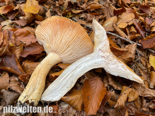 Orangeschneckling, Terpentinschneckling, Hygrophorus pudorinus