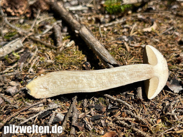 Rötender Birkenpilz, Leccinum oxydabile