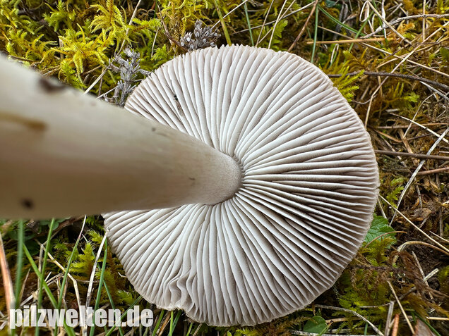 Rötender Erdritterling, Tricholoma orirubens