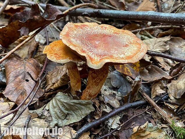 Rotschuppiger Raukopf, Cortinarius bolaris