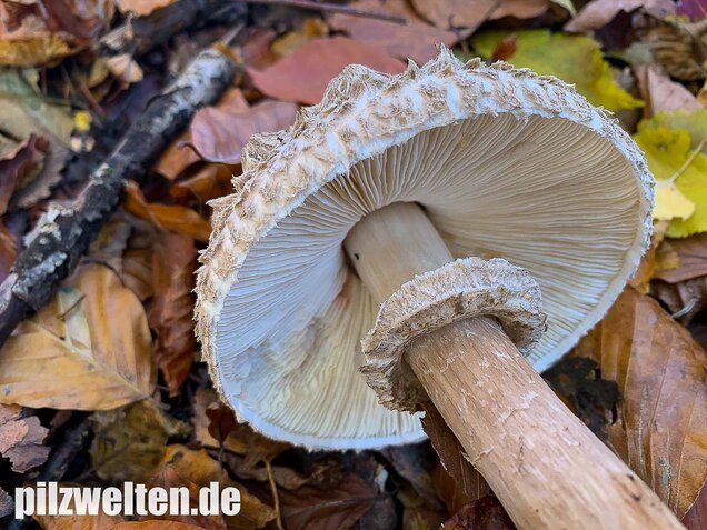 Olivbrauner Safranschirmling, Wald-Safranschirmling, Chlorophyllum olivieri