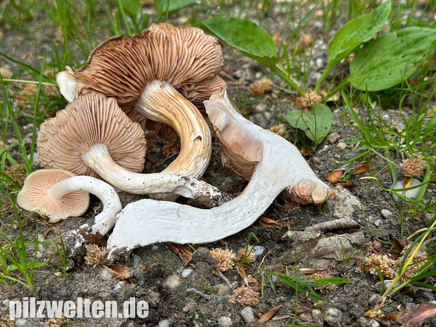 Schlehenrötling, Blasser Frühlingsrötling, Entoloma sepium