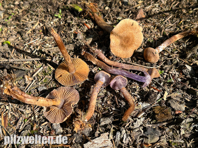 Schuppiger Dickfuß, Cortinarius pholideus