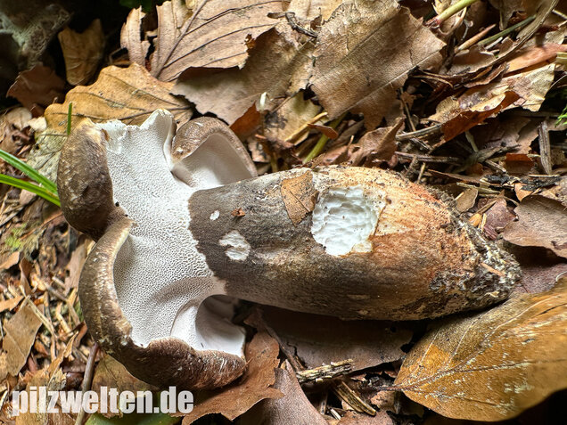 Schwarzweißer Rußporling, Boletopsis leucomelaena