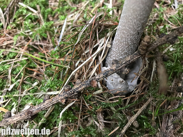 Silbergrauer Scheidenstreifling, Amanita argentea