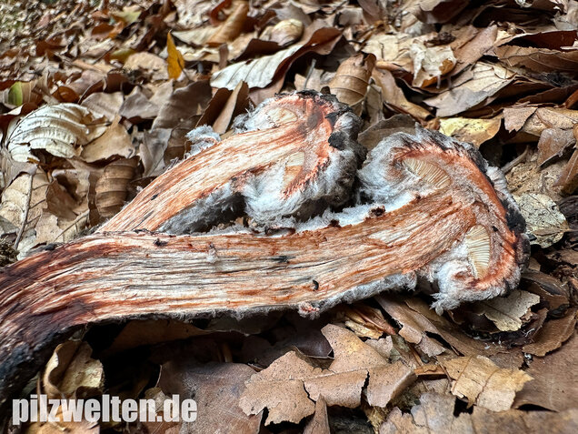 Strubbelkopfröhrling, Strobilomyces strobilaceus