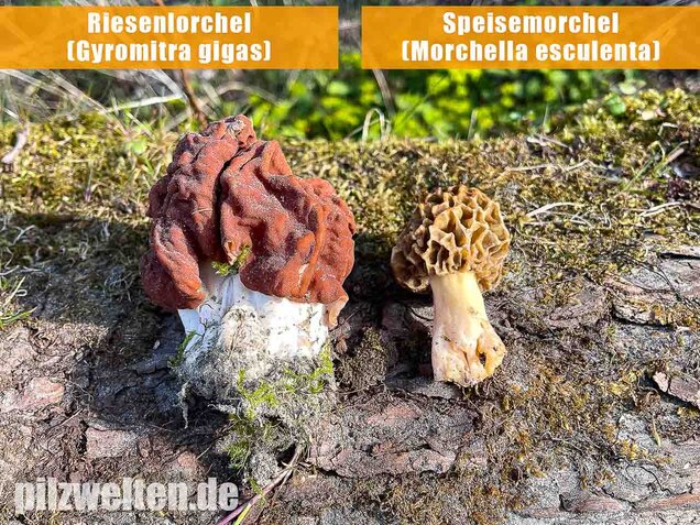 Speisemorchel, Morchella esculenta