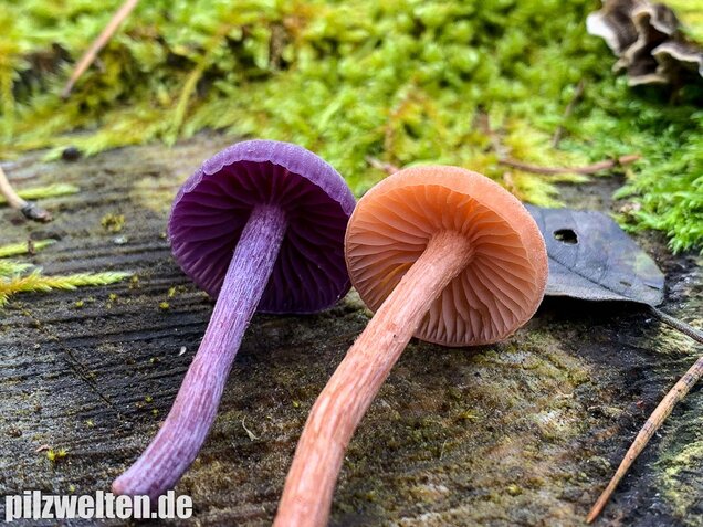 Rötlicher Lacktrichterling, Laccaria laccata