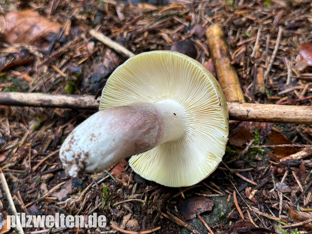 Violettstieliger Pfirsichtäubling, Russula violeipes