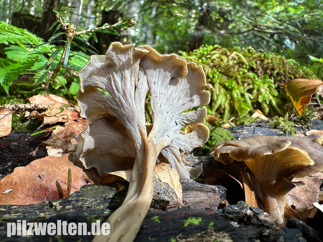 Krause Kraterelle, Krauser Leistling, Craterellus undulatus
