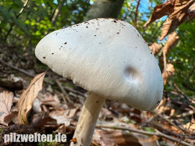 Kegelhütiger Knollenblätterpilz, Amanita virosa