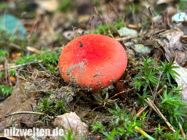 Zinnoberroter Täubling, Harter Zinnobertäubling, Russula rosea