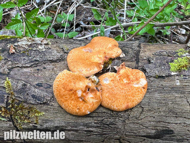 Bienenwabenporling, Waben-Stielporling, Neofavolus alveolaris