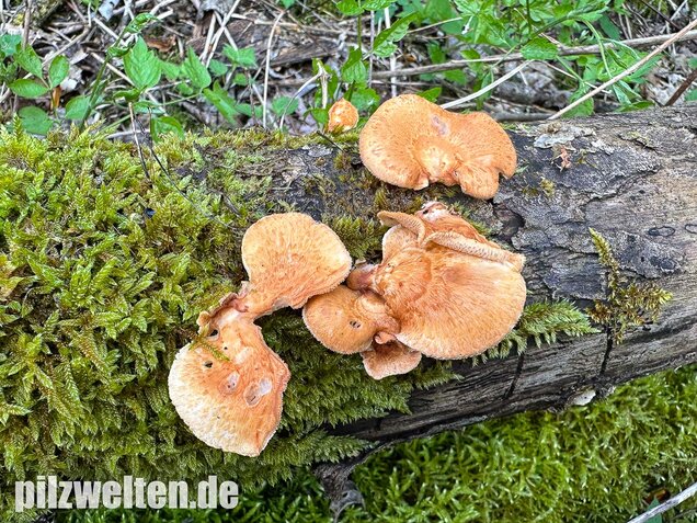 Bienenwabenporling, Waben-Stielporling, Neofavolus alveolaris