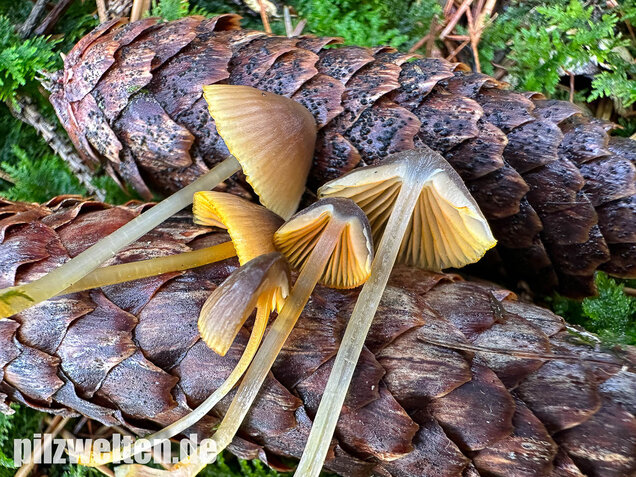 Orangeschneidiger Helmling, Feuriger Helmling, Mycena aurantiomarginata