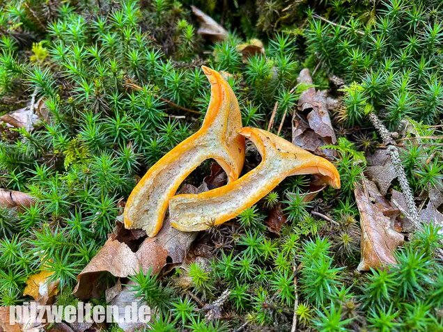 Fichtenreizker, Lactarius deterrimus