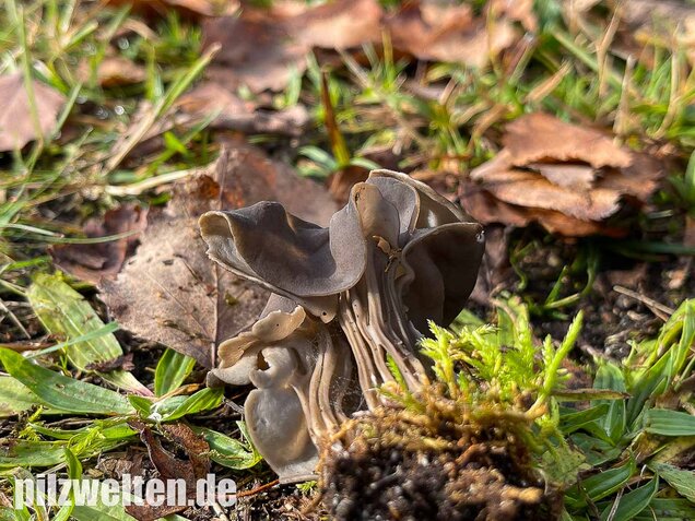 Gefurchte Lorchel, Helvella sulcata