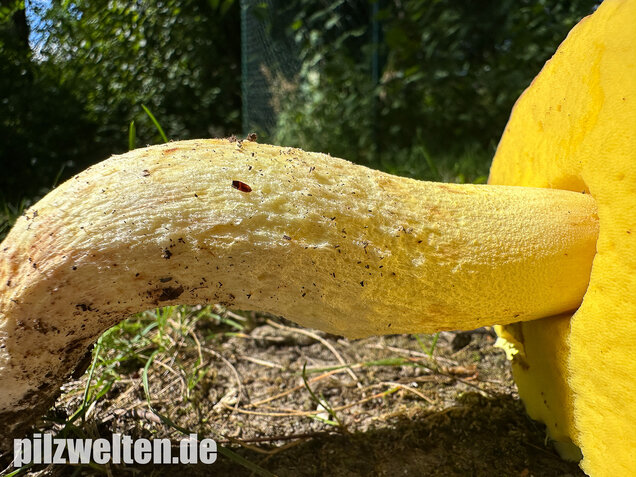 Gehämmerter Röhrling, Hemileccinum depilatum