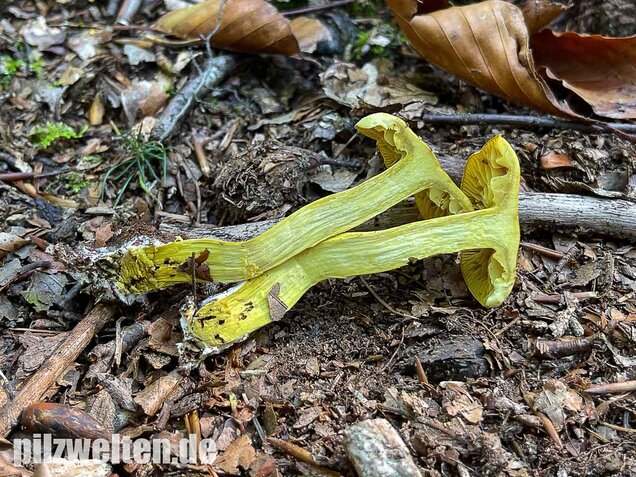 Gemeiner Schwefelritterling, Tricholoma sulphureum