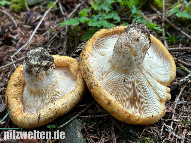 Grubiger Weißtannenmilchling, Lactarius intermedius