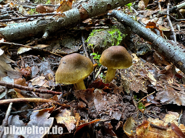 Grünblättriger Hautkopf, Hainbuchenhautkopf, Cortinarius olivaceofuscus