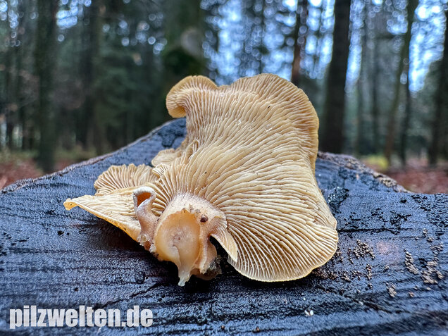 Herber Zwergknäueling, Panellus stipticus