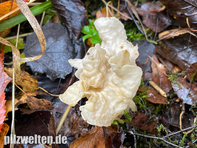 Herbstlorchel, Helvella crispa