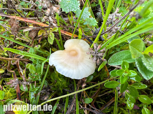 Jungfernellerling, Glasigweißer Ellerling, Cuphophyllus virgineus