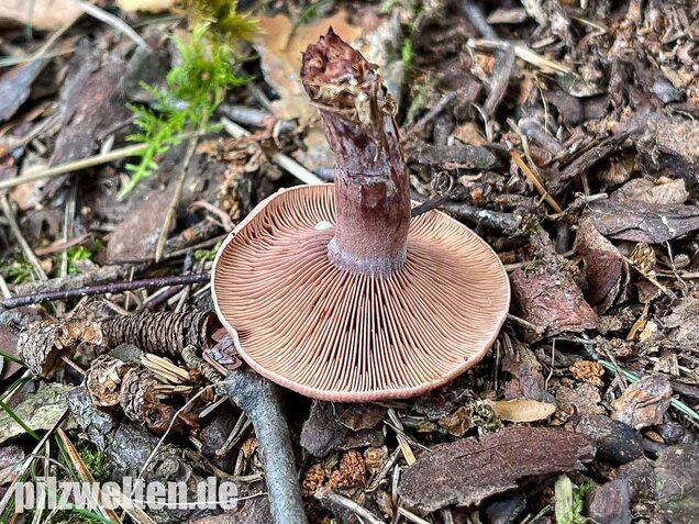 Kampfermilchling, Lactarius camphoratus