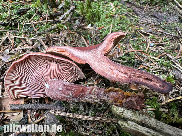 Kampfermilchling, Lactarius camphoratus