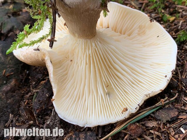 Keulenfüßiger Trichterling, Ampulloclitocybe clavipes