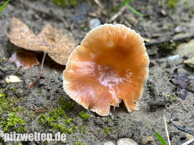 Kohlstinkschwindling, Gymnopus brassicolens
